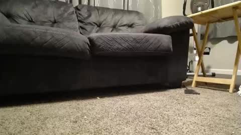 sxtn002 online show from 11/11/25, 11:10