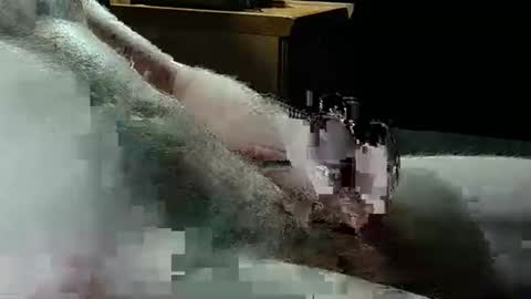 Texas Rose 33 online show from 04/05/26, 09:45