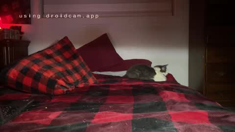 Thatcarrguyy online show from 12/03/24, 12:38