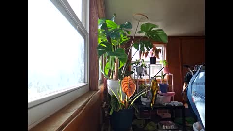 therizzler_1_of_1 online show from 12/17/24, 03:49