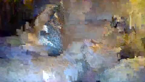 Snapshot of thommthomm71 chatting on 07/20/26, 12:25 thommthomm71 online show from 07/20/26, 12:25