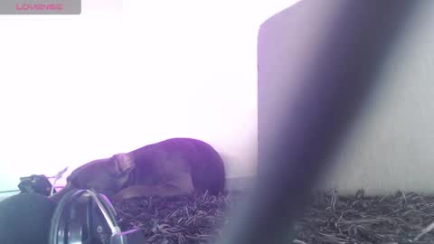   Thomas    online show from 04/01/26, 07:22