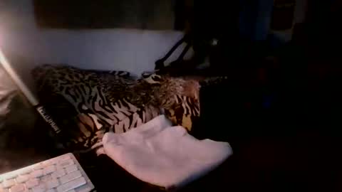 toxicidad_sex online show from 05/19/26, 07:37