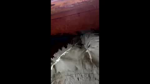 tree553 online show from 01/17/25, 08:44