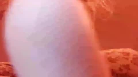 tretrix5588 online show from 12/31/24, 05:00