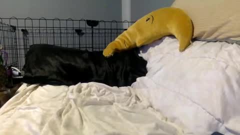 twinkybell online show from 10/27/25, 04:27