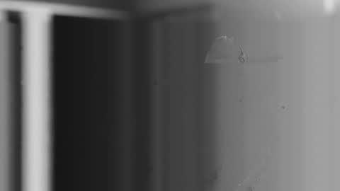 steve online show from 12/04/25, 10:57