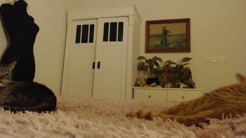 Visceratio online show from 02/10/25, 06:24