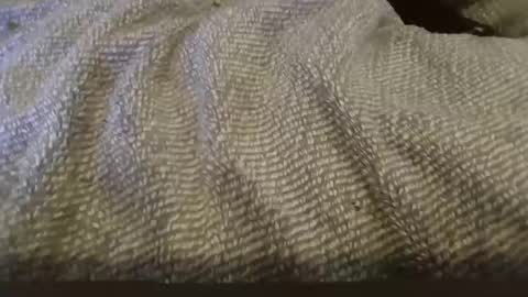 hung boy online show from 02/01/25, 02:34