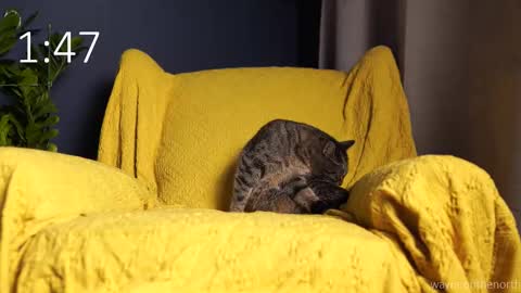 waynenorth online show from 09/21/25, 03:13