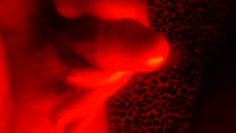 whor4mor online show from 01/07/25, 01:03