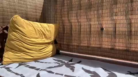 Sweetdog online show from 09/11/25, 05:46