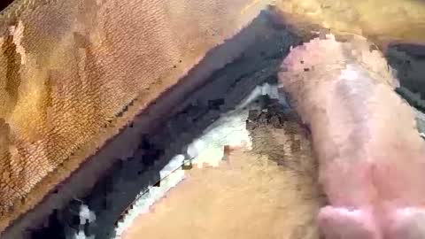 yamines online show from 01/29/25, 12:35