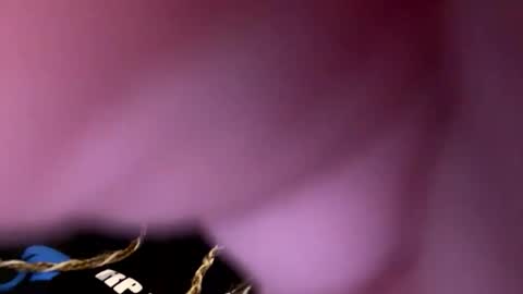 zapxxx69 online show from 03/16/26, 06:28