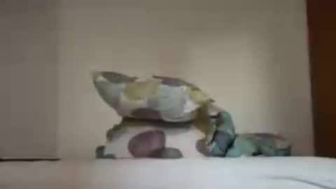 zkopa1234 online show from 06/18/26, 01:48