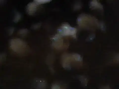 arabictsmariam online show from 02/11/25, 06:08