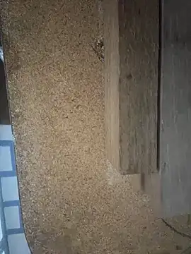 Followthepiper online show from 03/29/26, 07:41