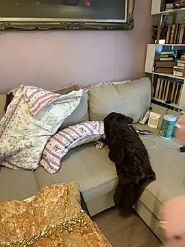 GingerSnap33 online show from 01/18/26, 06:34