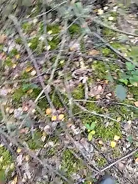 Snapshot of prcalek19 chatting on 10/14/25, 09:10 prcalek19 online show from 10/14/25, 09:10