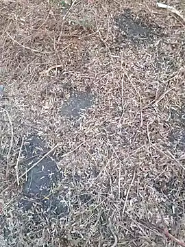 Ajith mvi online show from 04/18/26, 01:20