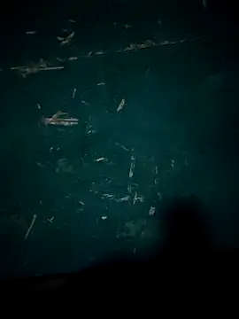 Rikipollav online show from 12/14/25, 03:45