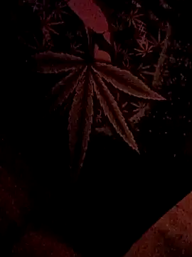 Snapshot of ySqmbVanbe chatting on 02/05/26, 07:02 ySqmbVanbe online show from 02/05/26, 07:02