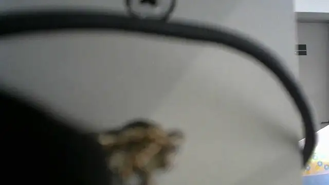 lovense test04 online show from 09/19/25, 02:46