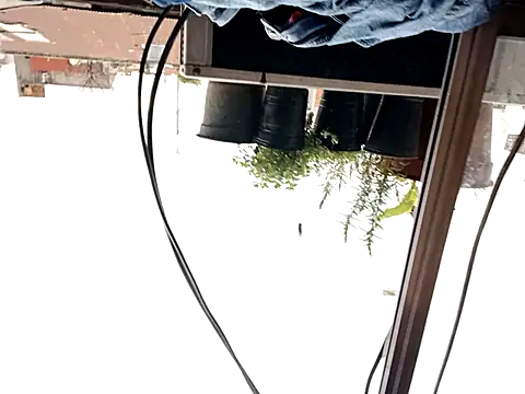 Snapshot of puak6666 chatting on 09/29/25, 08:02 puak6666 online show from 09/29/25, 08:02