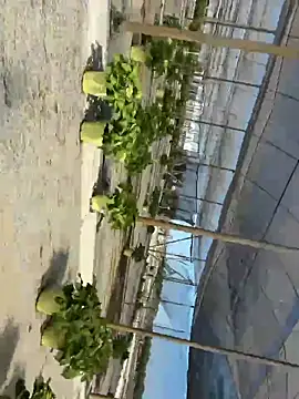 Jose rz online show from 05/02/26, 08:03