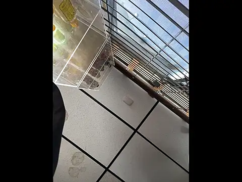 steelwood303 online show from 12/21/25, 07:54