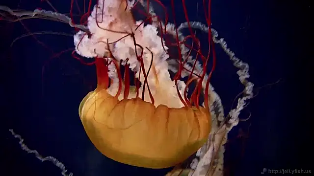 streamy test11 online show from 12/05/24, 08:22