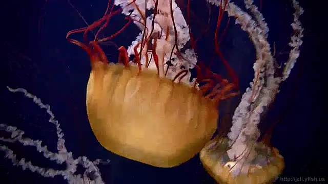 streamy test11 online show from 12/12/24, 08:14