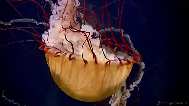 streamy test11 online show from 12/24/24, 03:37