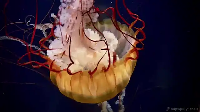 streamy test11 online show from 01/15/25, 08:09