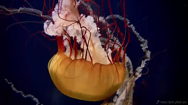 streamy test11 online show from 01/27/25, 09:23