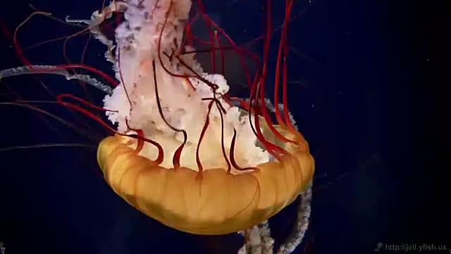 streamy test11 online show from 01/30/25, 02:15