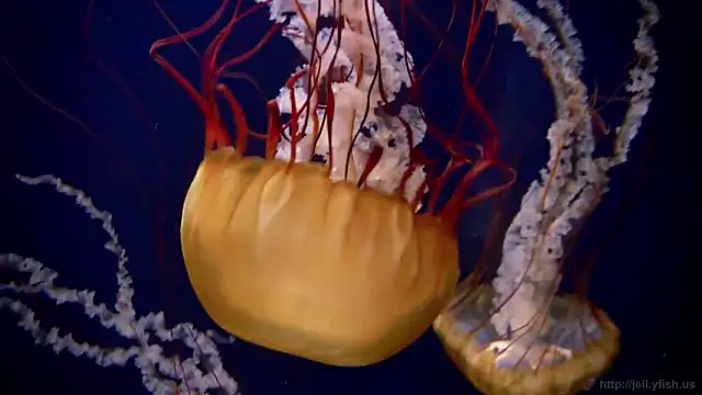 streamy test11 online show from 02/03/25, 08:13