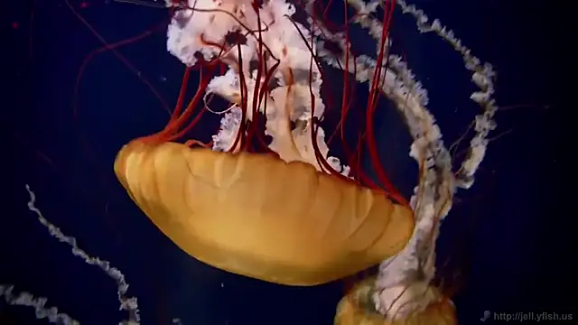 streamy test11 online show from 02/10/25, 08:09