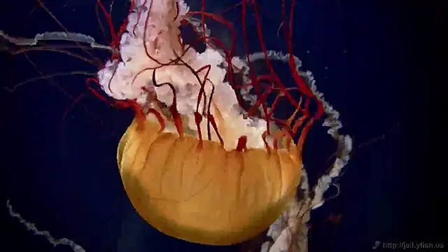 streamy test11 online show from 02/13/25, 08:48