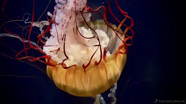 streamy test11 online show from 02/19/25, 08:33