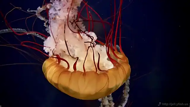 streamy test11 online show from 03/03/25, 08:16