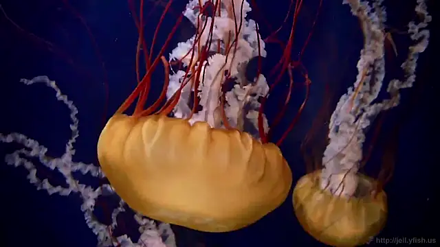 streamy test11 online show from 03/21/25, 08:17