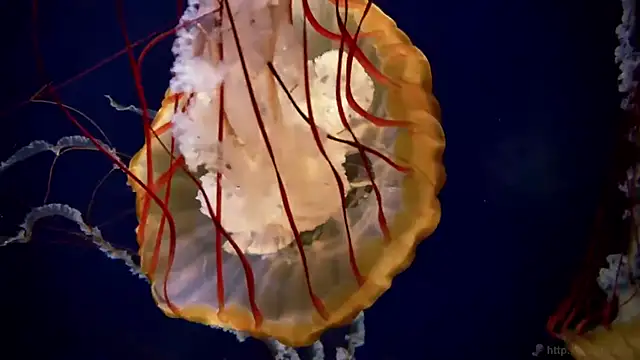 streamy test11 online show from 09/24/25, 07:55