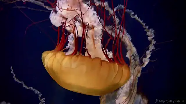 streamy test11 online show from 09/29/25, 01:38