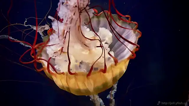 streamy test11 online show from 10/09/25, 12:58