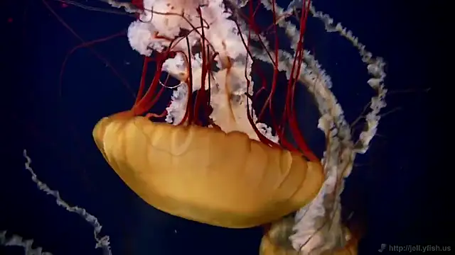 streamy test11 online show from 02/03/26, 02:22