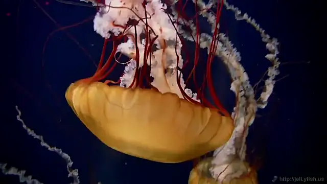 streamy test11 online show from 02/05/26, 10:20