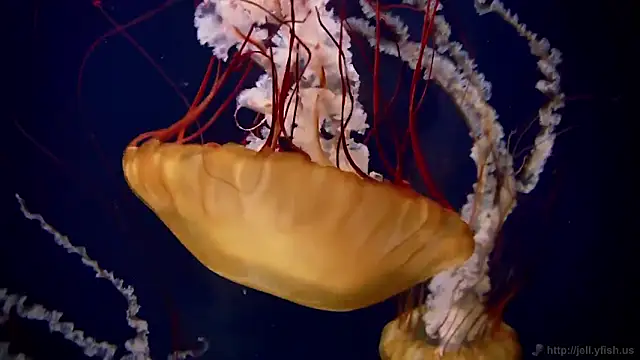 streamy test11 online show from 02/19/26, 05:09