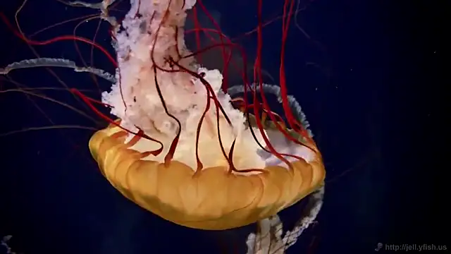 streamy test11 online show from 02/25/26, 11:31