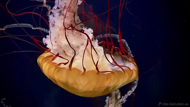 streamy test11 online show from 02/27/26, 11:54